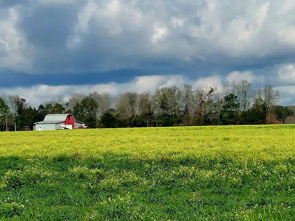 Spring time field by Missouri Micky