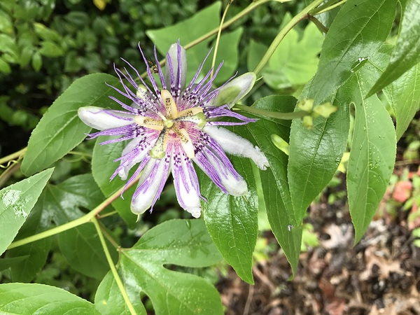 Beautiful bloom by Missouri Micky