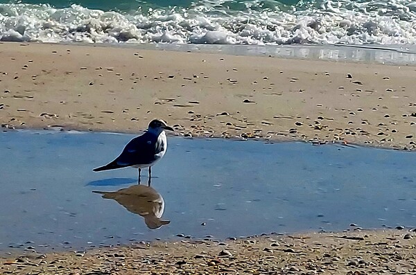 Seagull Reflections by Missouri Micky