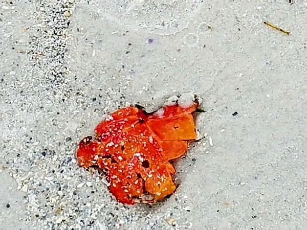 Lonely leaf on the beach by Missouri Micky