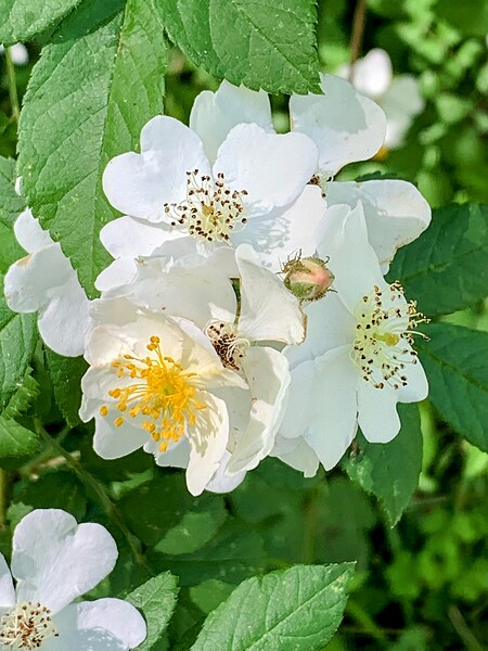 Hawthornes in bloom by Missouri Micky