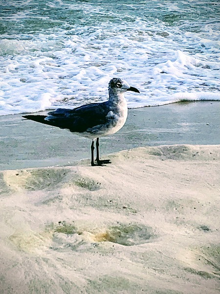 Gull on the beach by Missouri Micky