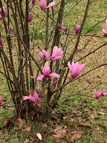 Pretty in pink by Missouri Micky