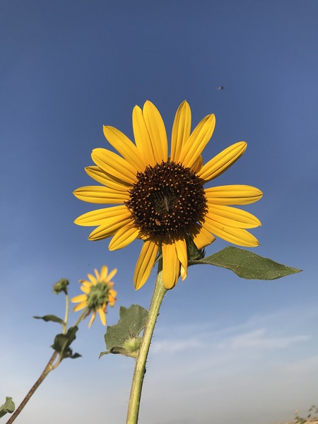 Sunflower by Missouri Micky