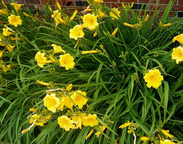 Yellow lily by Missouri Micky