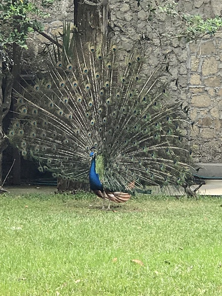 Beautiful Peacock by Missouri Micky
