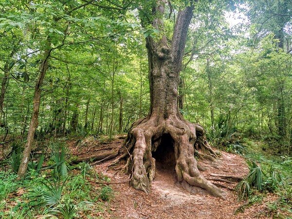 Blakeley tree by Missouri Micky