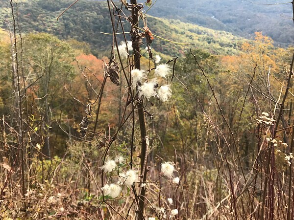 mountain view by Missouri Micky