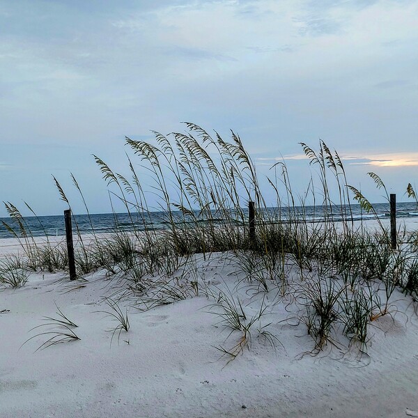 Grassy dune by Missouri Micky