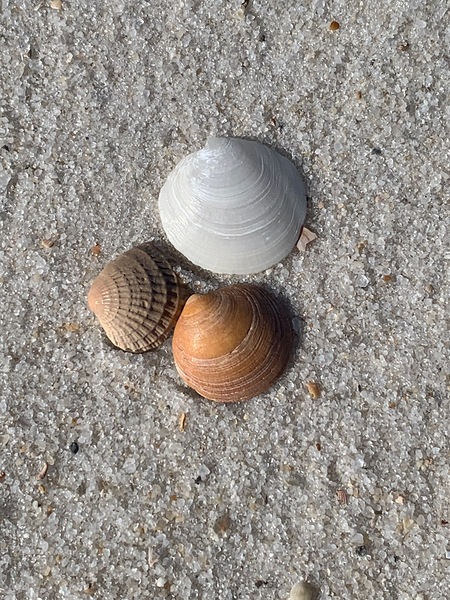 Shells of three by Missouri Micky
