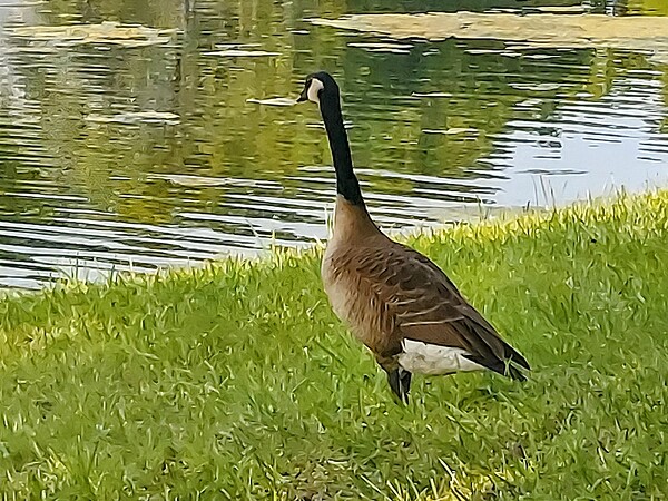 Goose at the lake by Missouri Micky