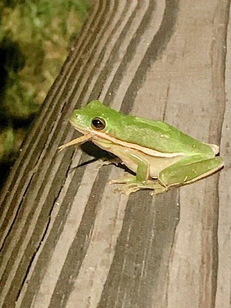 Country frog by Missouri Micky