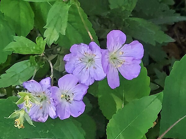 Purple passion by Missouri Micky