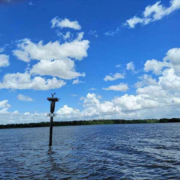 Osprey on its nest by Missouri Micky
