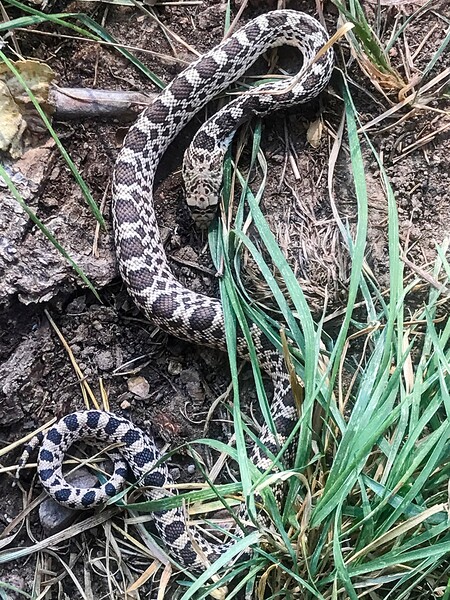 Snake in the grass by Missouri Micky