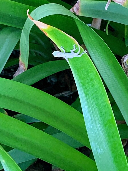 Little lizard by Missouri Micky