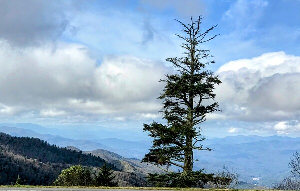 Blue Ridge Mountain Pine by Missouri Micky