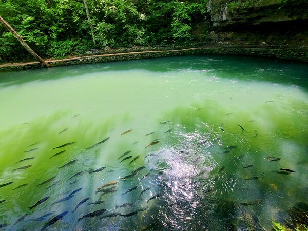 Trout at the spring by Missouri Micky