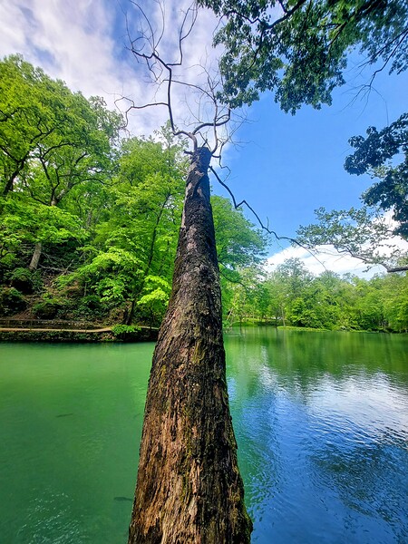 Tree over the water by Missouri Micky