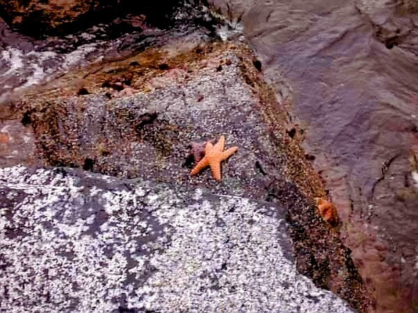 Starfish basking by Missouri Micky
