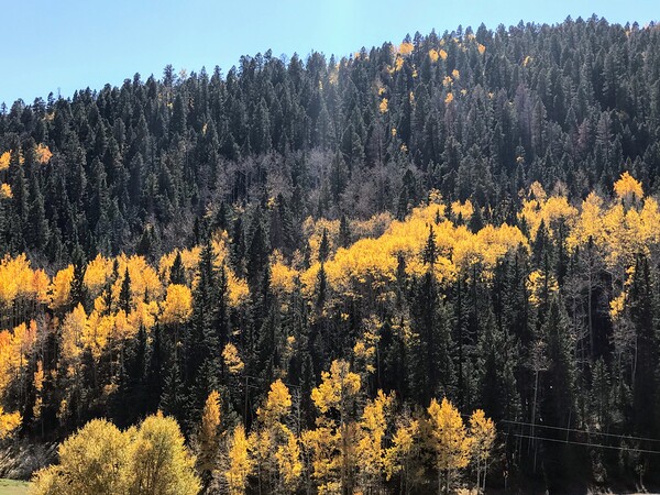 Colorado Aspens by Missouri Micky