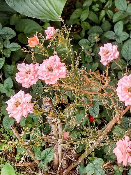 Pink roses by Missouri Micky