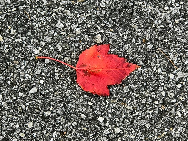Lonely leaf by Missouri Micky