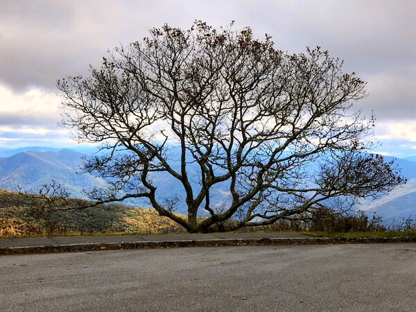 Empty Tree by Missouri Micky