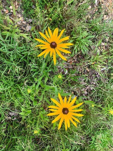 Black Eyed Susans by Missouri Micky