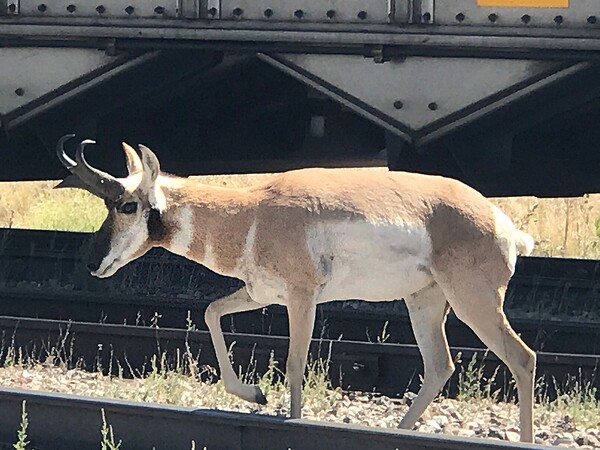 Pronghorn on the tracks by Missouri Micky