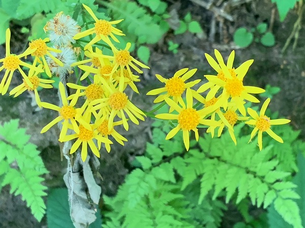Golden beauty by Missouri Micky