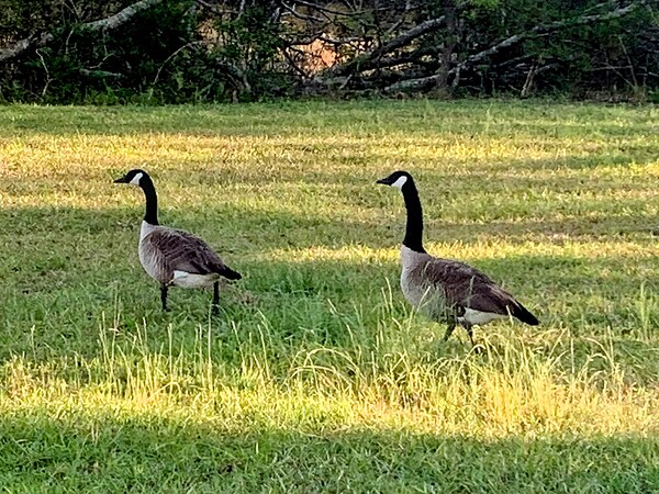 Geese in love by Missouri Micky