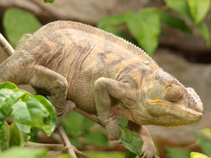 cameleon