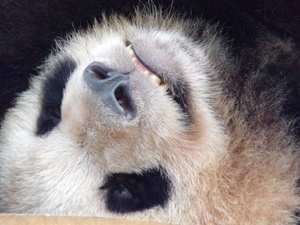 panda
