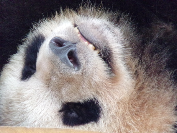 panda by Tof