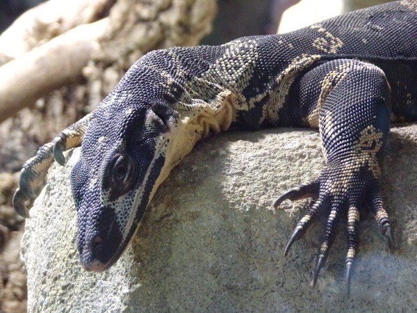varan Print