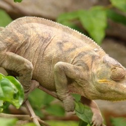 cameleon