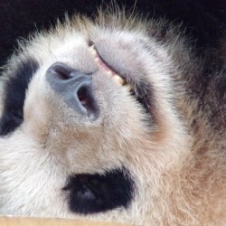 panda