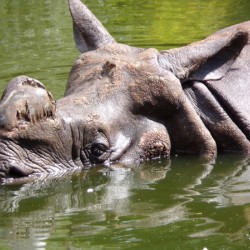 rhino