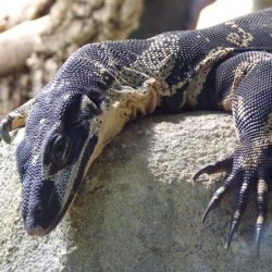 varan