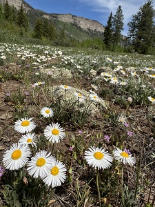 Spring Flowers Along the Cliffs 1