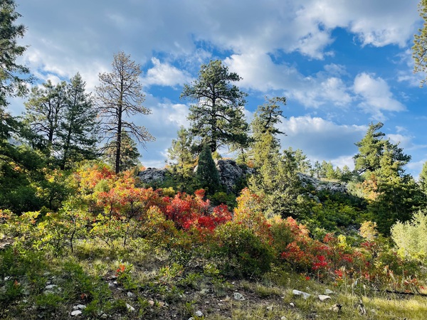 Durango in Fall Print