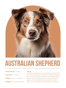 Australian Shepherd Informative Poster