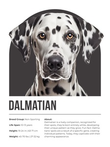 Dalmatian Informative Poster