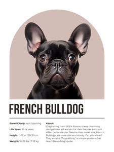 French Bulldog Informative Poster