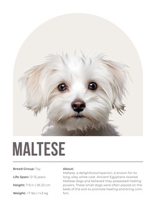 Maltese Informative Poster