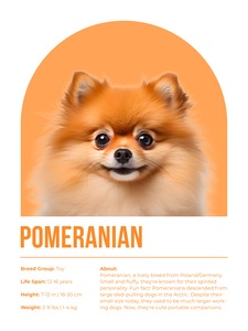 Pomeranian Informative Poster