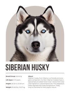 Siberian Husky Informative Poster