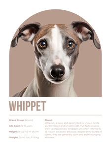 Whippet Informative Poster