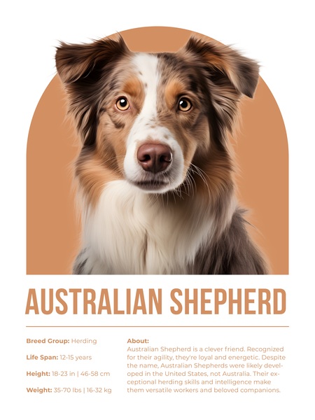 Australian Shepherd Informative Poster Print
